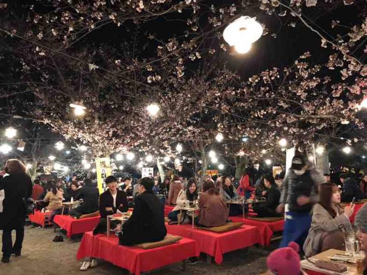 春日祭_侠道之樱花祭_交大樱花祭
