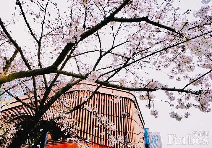 春日祭｜浪漫樱花祭，解锁这一波春日“樱花限定”