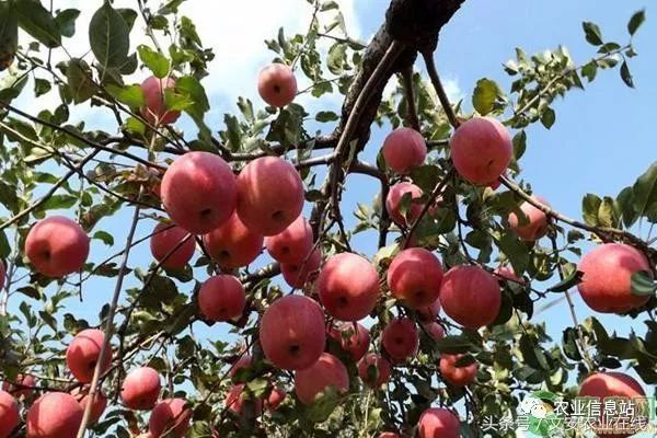 苹果价格多少钱一斤_苹果次果价格_苹果价格多少钱