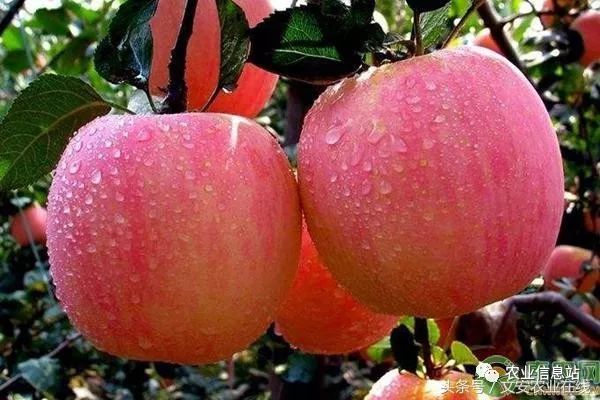 苹果价格多少钱一斤_苹果价格多少钱_苹果次果价格